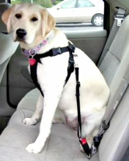 Alcott Dog Car Safety Belt