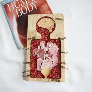 ANATOMY BOARD / MONTESSORI AID SENSORY TRAY