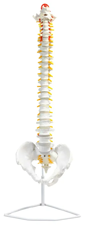 Human Spine Model, Flexible - 31.5" Height - Includes Mount