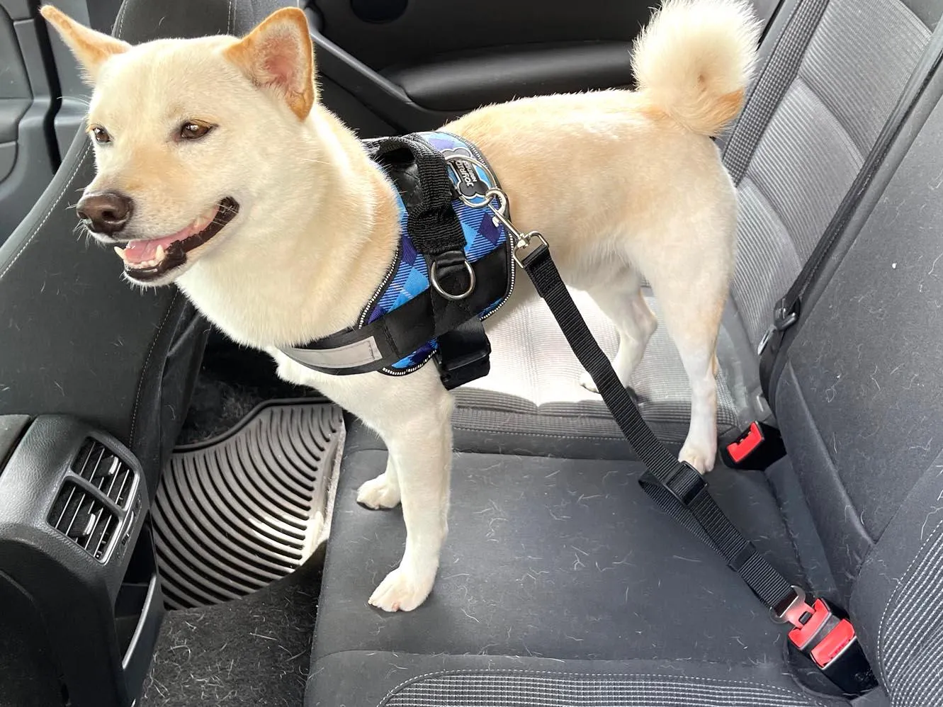 Pet Car Adjustable Seat Belt